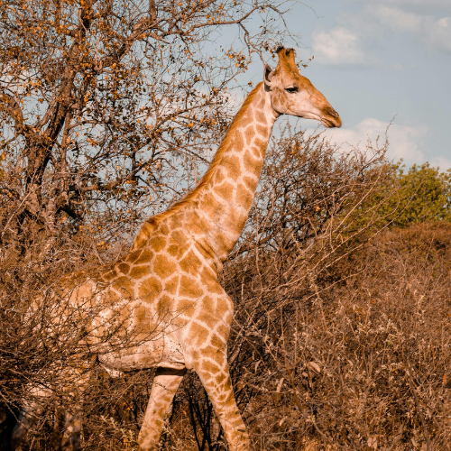 3 Nights Chobe Safari Getaway