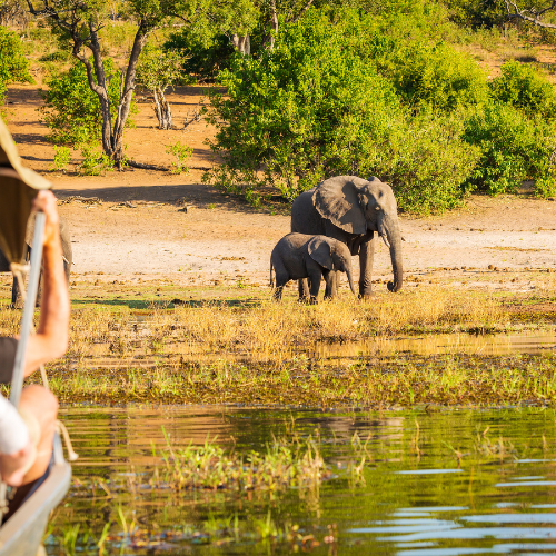 7 Nights Botswana Highlights