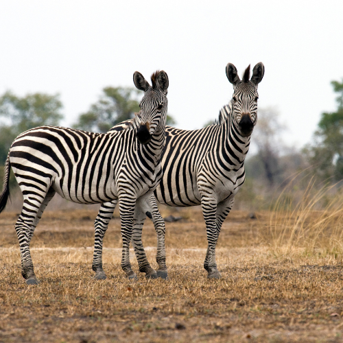 14 Nights Ultimate Zambia Safari